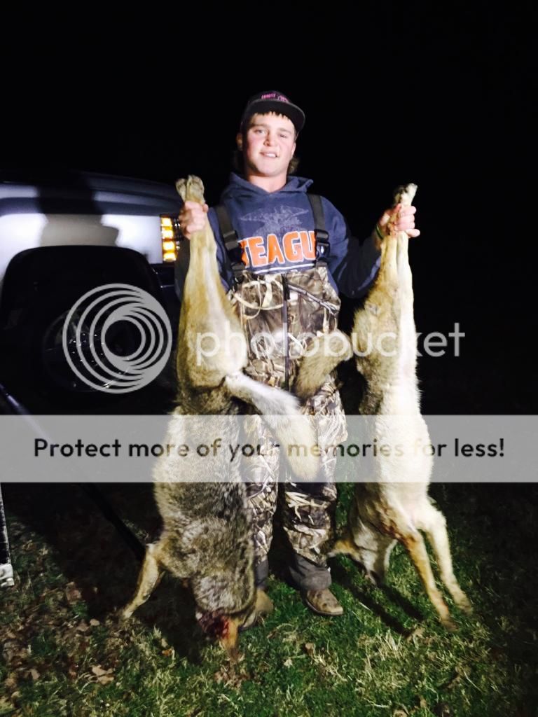 .17 Hornet on Bobcat, Fox, and Coyote - PredatorMasters Forums